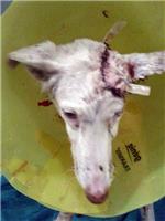 Otro maltrato animal en plena calle de Alzira