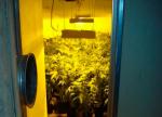 Desmantelan un laboratorio clandestino dedicado al cultivo ilegal de marihuana en Catadau