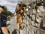 Urko, el perro policial, rastrea jardines y colegios en busca de estupefacientes