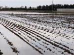 La lluvia inunda el arrozal antes de que los campos estn preparados