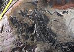 Descubierto en Chile uno de los mayores cementerios de ictiosaurios