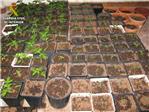 La Guardia Civil desmantela un laboratorio clandestino de cultivo ilegal de marihuana en Llombai