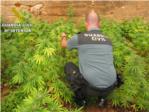 1.678 plantes de marihuana entre els tarongers de Favara