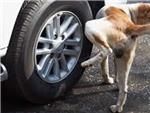 Por qu los perros orinan en las ruedas de los coches?