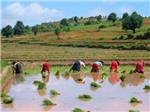 LA UNI solicita al Ministerio mayor vigilancia en las importaciones de arroz procedentes de Myanmar