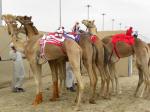 Nios secuestrados vendidos y obligados a ser jinetes en carreras de camellos