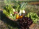 Jornada en Turs sobre hortalizas en la Ribera Alta valenciana