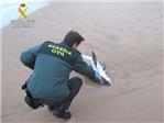 Aparece un delfn muerto en la playa Motilla de Sueca