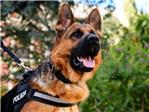 Perros polica | Ragnar, pastor alemn de la Unidad Canina de la Polica Local de Alberic (Valencia)