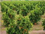 La escasez de lluvias rebaja el calibre y el precio en el inicio de la campaa citrcola en Algemes