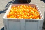 La Guardia Civil se incauta de 400 kilos de naranjas sustradas de un campo de Benimuslem