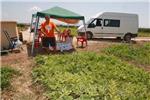 Un agricultor lleva 15 das acampado en Alberic para evitar que le roben las sandas