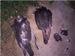 Contina la matanza de animales en Cullera, ayer se hallaron aves decapitadas
