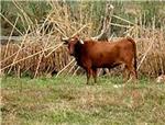 Unas 15 personas trabajan para localizar tres toros escapados de una granja de Crcer