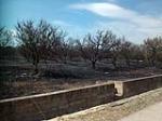 Un incendio deja calcinado un campo de naranjos en Alcntera de Xquer