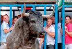 La tercera edicin de bous al carrer en Algemes abrir sus puertas este fin de semana