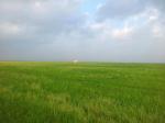 Las lluvias causan daos importantes en arrozales de Sueca y Sollana pero benefician a ctricos