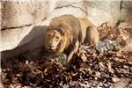 Herido crtico tras entrar en la zona de los leones del zoo