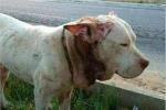 El hallazgo en l'Alcdia de otro perro herido confirma la existencia de peleas ilegales