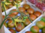 El Perell firma acuerdos para el mercado marinero y el fomento del tomate en Madrid