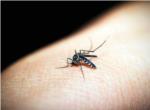 Alberic reclama a la Conselleria una acci urgent contra la plaga de mosquits
