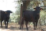 Alerta en la localitat d'Alfarp, dos vaques braves s'han escapat i caminen soltes pel terme municipal