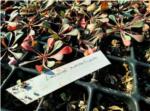 Crcer millora el riu Sellent plantant 1.000 exemplars de Limonium Mansanetianum