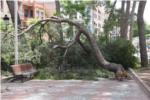 Cau una gran rama dun pi dels jardins de l'Avinguda de la Glorieta a Alberic