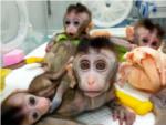 China clona a monos para estudiar desrdenes psicolgicos