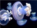Cientficos del CSIC desvelan el ciclo de vida de una medusa gigante del Atlntico y mar de Alborn
