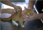 Clnica Veterinara Castells | Consejos a la hora de vacunar a perros y gatos