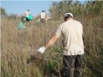 Cullera actua per a controlar en les dunes una planta invasora d'origen americ