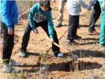 Cullera ha plantat ja 800 arbres per a reforestar l'Alt del Cabeol
