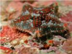 Descubren dos nuevas especies de estrellas de mar