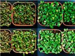 Descubren nuevas claves de la adaptacin de las plantas ante la sequa