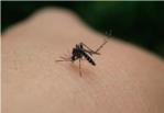 En el mes de desembre detecten a la Ribera plagues de mosquits i panderoles