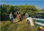 Dos detinguts per furtar ms de deu tones de taronges a la Ribera