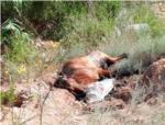 Dos investigats per un delicte de maltractament animal de 7 cavalls en la Ribera Alta