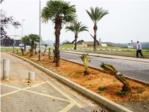 El Ayuntamiento de Alzira proceder a la retirada de unas pseudopalmeras txicas de jardines y rotondas