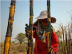 El azcar de tus polvorones puede venir del trabajo esclavo en Camboya