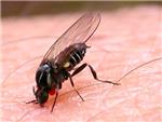 El Consell Agrari de Sueca gestiona la segona fase del tractament contra la mosca negra i mosquit tigre