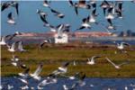 El mal estado de humedales Ramsar, como lAlbufera, obliga a SEO/BirdLife a alertar a los organismos internacionales