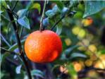 Els productors de taronges i mandarines nicament perceben el 14 % del que paga el consumidor en destinaci