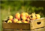 Els productors valencians van deixar de cultivar l'any passat ms de 2.000 hectrees de mandariners i quasi 900 de caqui