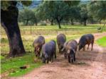 Importan cerdos nativos de pata negra a Estados Unidos para hacer su propio jamn