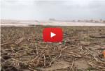 Estat de la platja del Marenyet a Cullera amb tones de canyes arrossegades pel riu Xquer