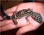 Gecko, el lagarto que nunca se moja