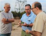 Guadassuar i Alzira sollicitaran la visita del delegat del Govern a les partides afectades per la pedregada