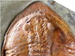 Hallados fsiles de trilobites con patas y partes blandas de hace 478 millones de aos