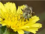 Identificadas 16 especies de insectos en lAlbufera de Valencia gracias a la ciencia ciudadana